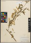 Foto von Salix nigra Marshall